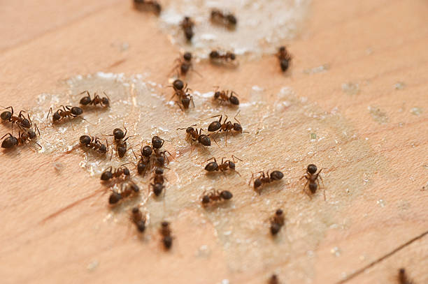 Best Exterminator Services  in Edgewood, PA