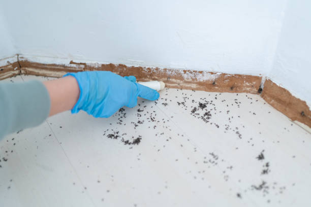 Best Wasp Removal Services  in Edgewood, PA